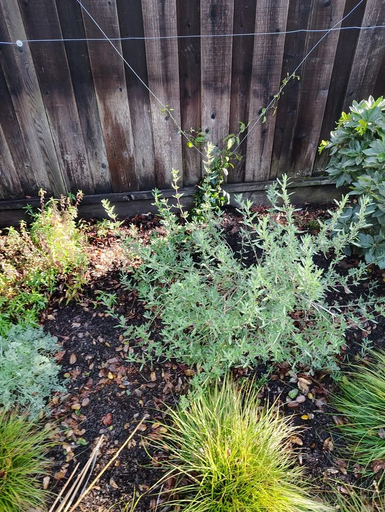 Trusted outdoor landscaping for residential properties across Richmond, CA - Carlos Aguilar
