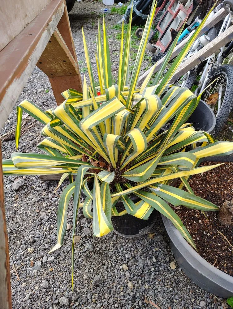 Local residential landscaping in Richmond, CA by Carlos Aguilar