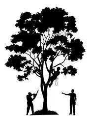 Reliable lawn care service for beautiful yards in Bakersfield, CA by Carlos Arevalo