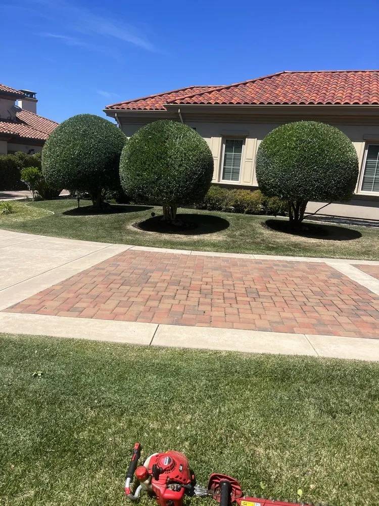 Affordable yard cleanup service in Oakland, CA by Carlos Balbuena Landscaping