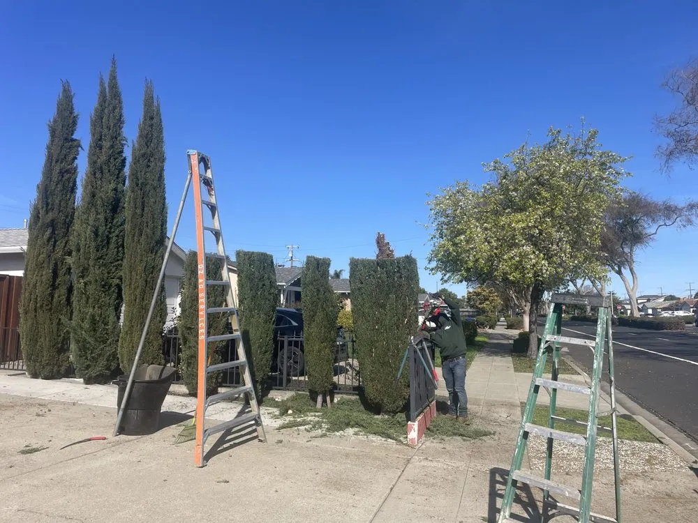 Affordable outdoor landscaping in Oakland, CA by Carlos Balbuena Landscaping