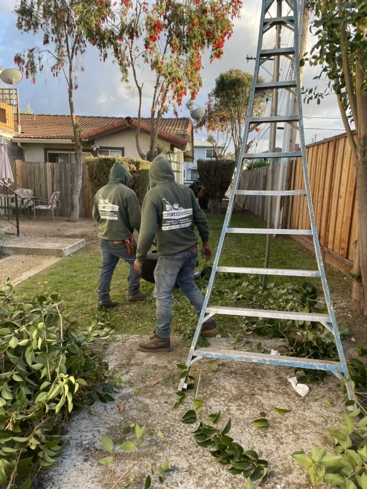 Expert lawn care service near you in Oakland, CA by Carlos Balbuena Landscaping
