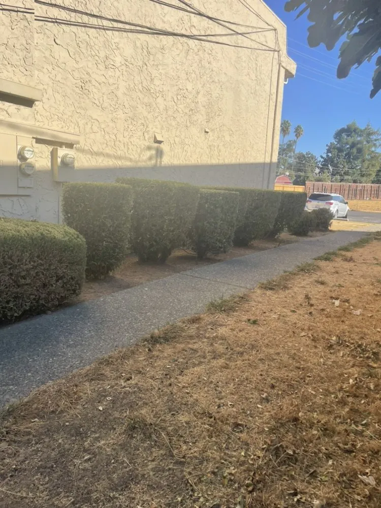 Professional yard maintenance experts serving Oakland, CA - Carlos Balbuena Landscaping