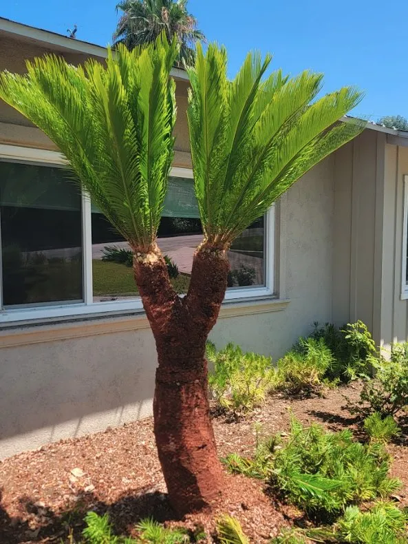 Custom yard cleanup service for residential properties across Costa Mesa, CA - Carlos Ceron Gardening Services