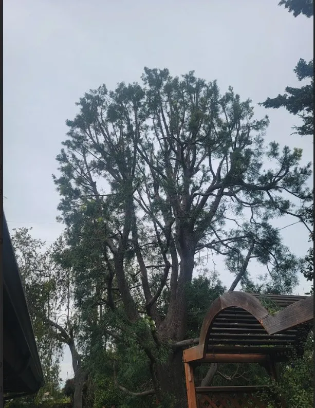 Affordable yard cleanup service for homes in Costa Mesa, CA by Carlos Ceron Gardening Services