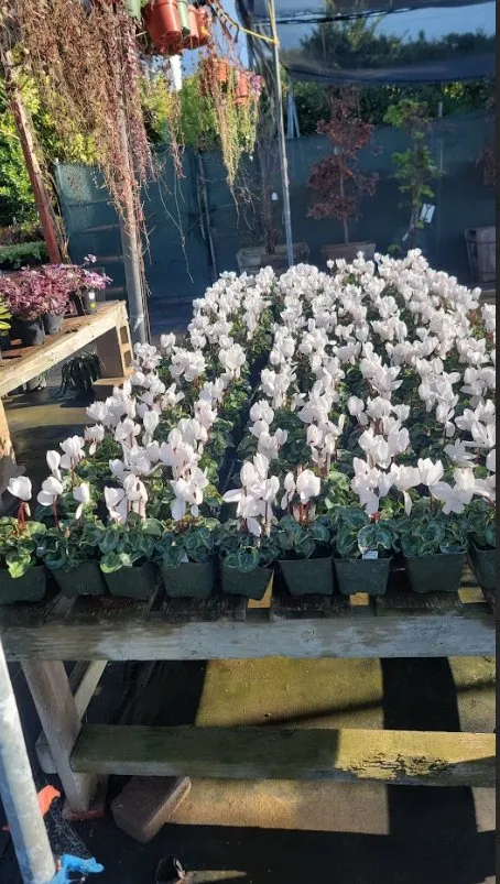 Reliable lawn mowing service in Costa Mesa, CA by Carlos Ceron Gardening Services