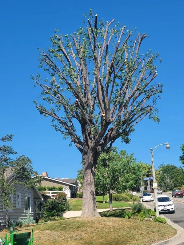 Reliable landscape design in Costa Mesa, CA - Carlos Ceron Gardening Services