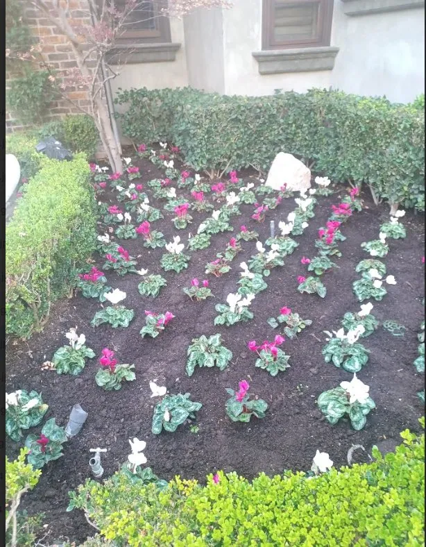 Professional landscape installation in Costa Mesa, CA by Carlos Ceron Gardening Services
