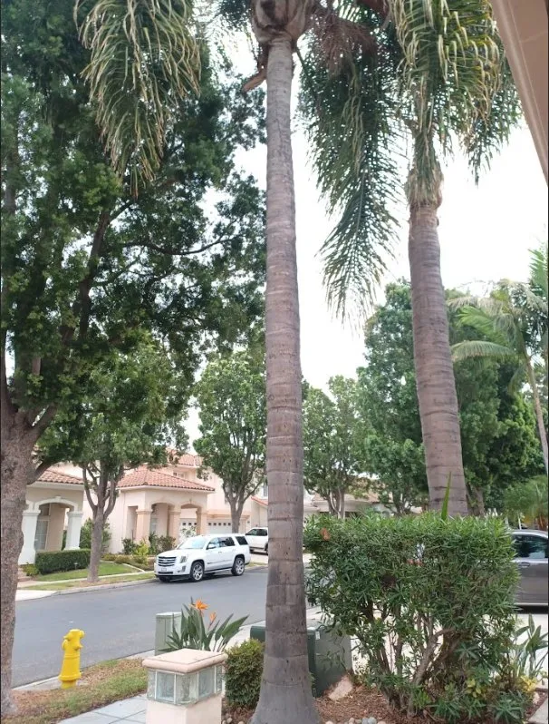 Top-rated landscaping services for outdoor upgrades in Costa Mesa, CA by Carlos Ceron Gardening Services