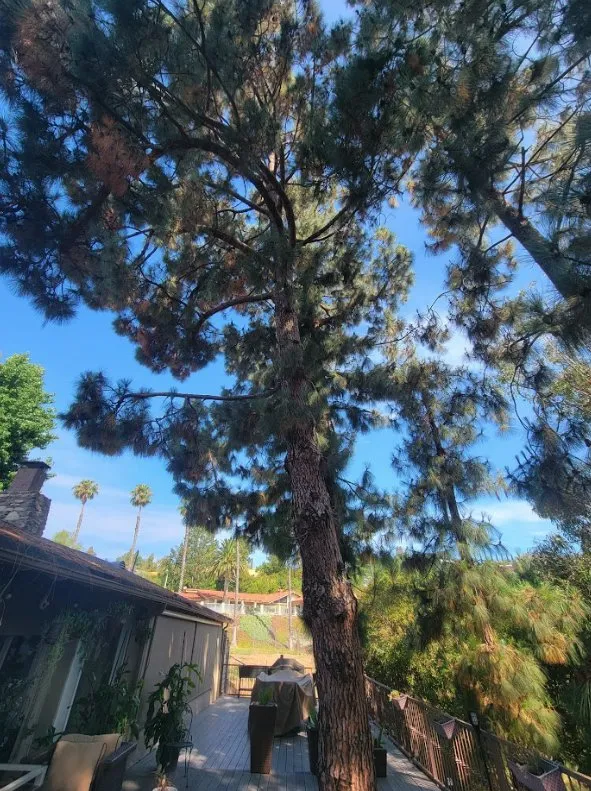 Top-rated garden landscaping for beautiful yards across Costa Mesa, CA - Carlos Ceron Gardening Services