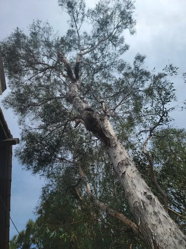 Top-rated lawn mowing service in Costa Mesa, CA by Carlos Ceron Gardening Services