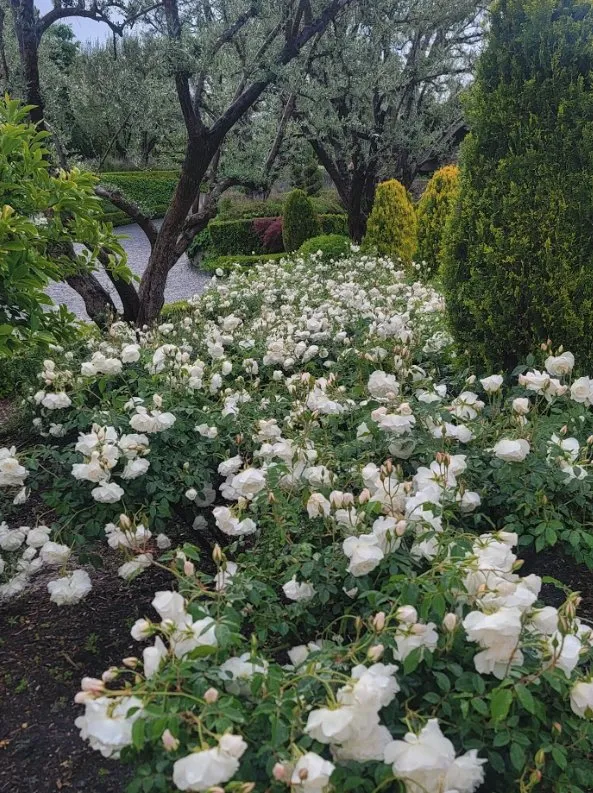 Expert garden landscaping in Costa Mesa, CA by Carlos Ceron Gardening Services