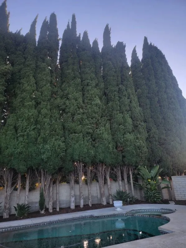 Affordable yard maintenance for residential properties across Costa Mesa, CA - Carlos Ceron Gardening Services