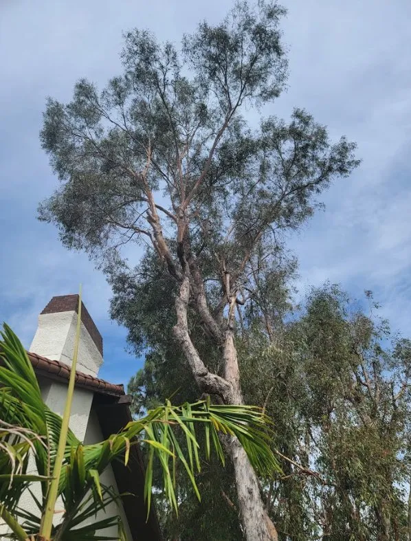 Affordable garden landscaping in Costa Mesa, CA by Carlos Ceron Gardening Services