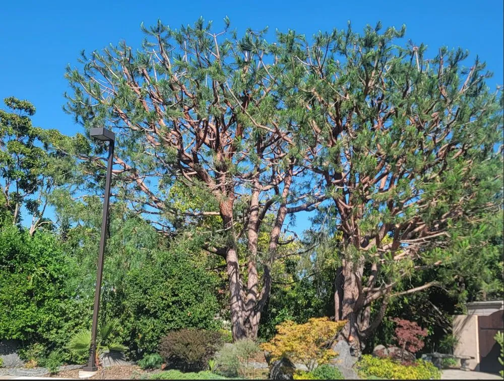 Top-rated yard cleanup service in Costa Mesa, CA by Carlos Ceron Gardening Services