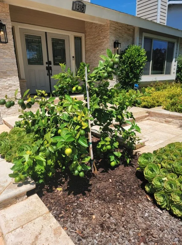 Local garden landscaping for beautiful yards across Costa Mesa, CA - Carlos Ceron Gardening Services