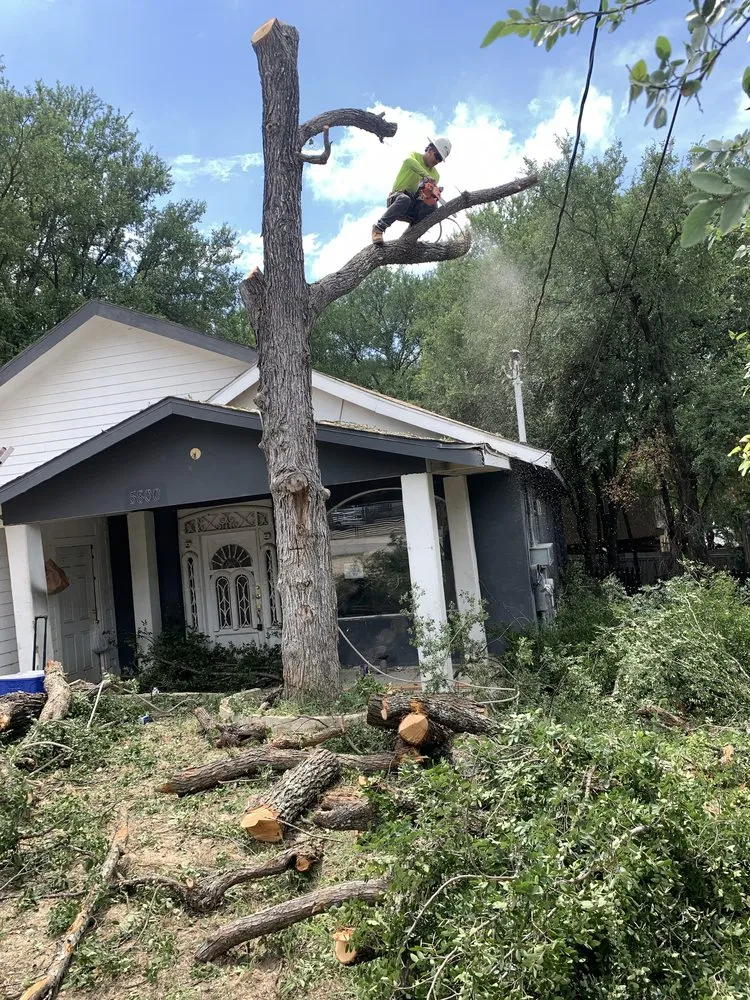 Trusted landscape design for year-round maintenance in Austin, TX by Carlos Cholon tree service landscaping