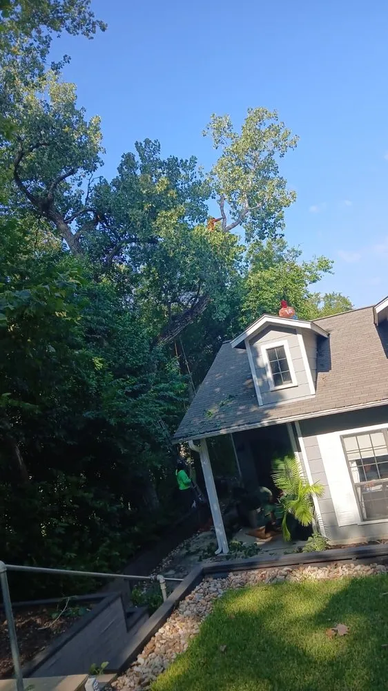 Professional garden landscaping experts serving Austin, TX - Carlos Cholon tree service landscaping