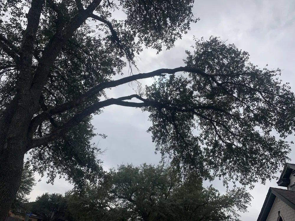 Professional landscape design for homes in Austin, TX by Carlos Cholon tree service landscaping