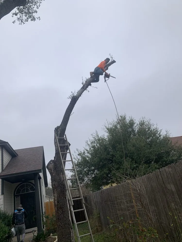 Professional lawn care service in Austin, TX by Carlos Cholon tree service landscaping