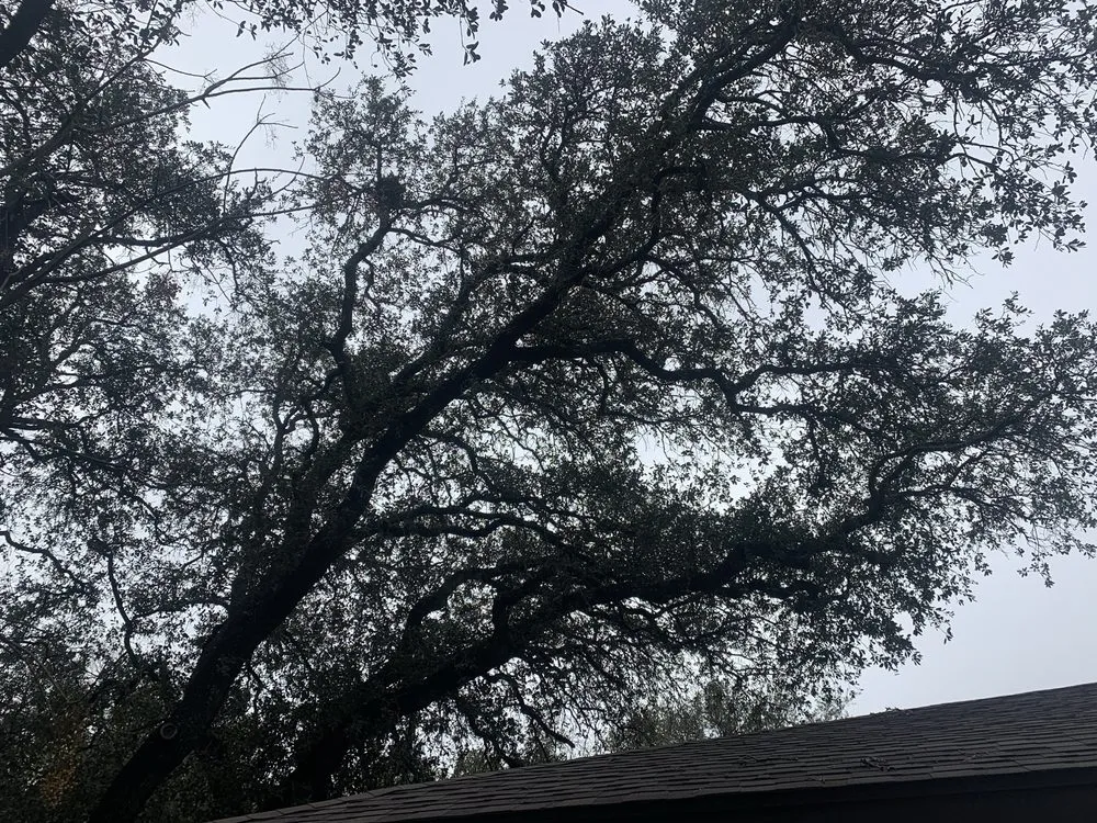 Affordable garden landscaping for homes in Austin, TX by Carlos Cholon tree service landscaping