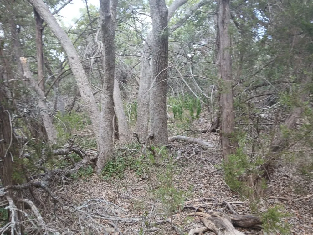 Trusted lawn mowing service experts serving Austin, TX - Carlos Cholon tree service landscaping