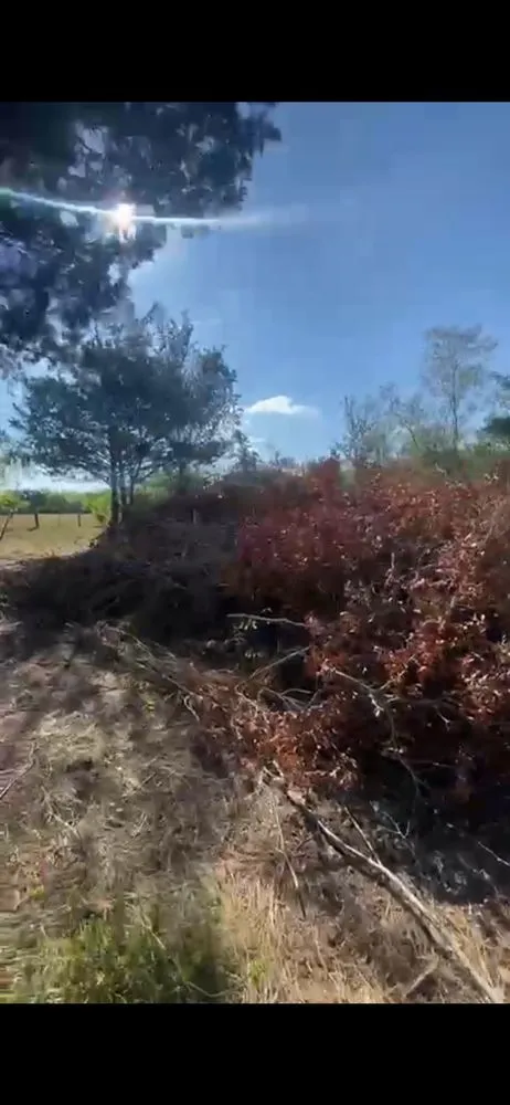 Custom landscape installation in Austin, TX - Carlos Cholon tree service landscaping