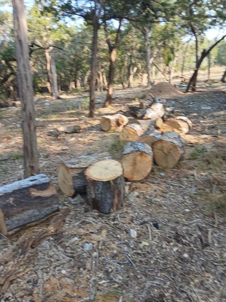 Professional garden landscaping in Austin, TX by Carlos Cholon tree service landscaping