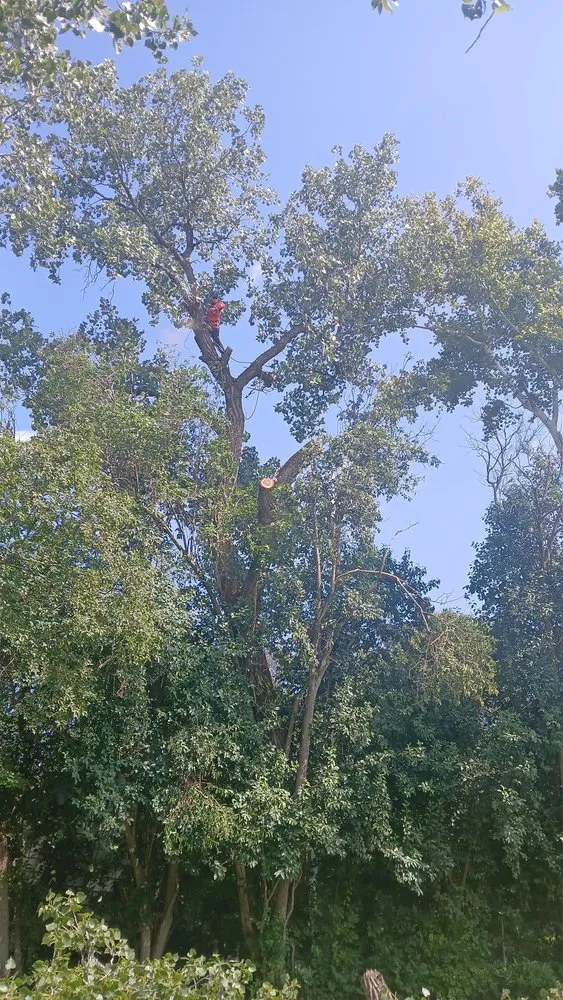 Affordable lawn care service in Austin, TX - Carlos Cholon tree service landscaping