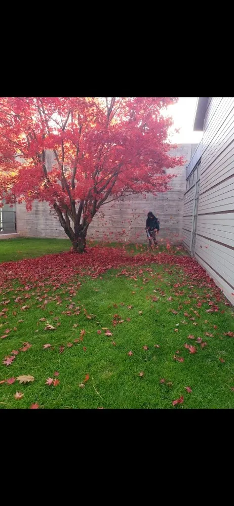 Top-rated lawn care service for beautiful yards in East Boston, MA by Carlos Elvir Landscaping