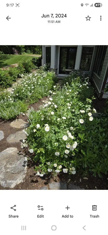 Affordable residential landscaping in East Boston, MA by Carlos Elvir Landscaping