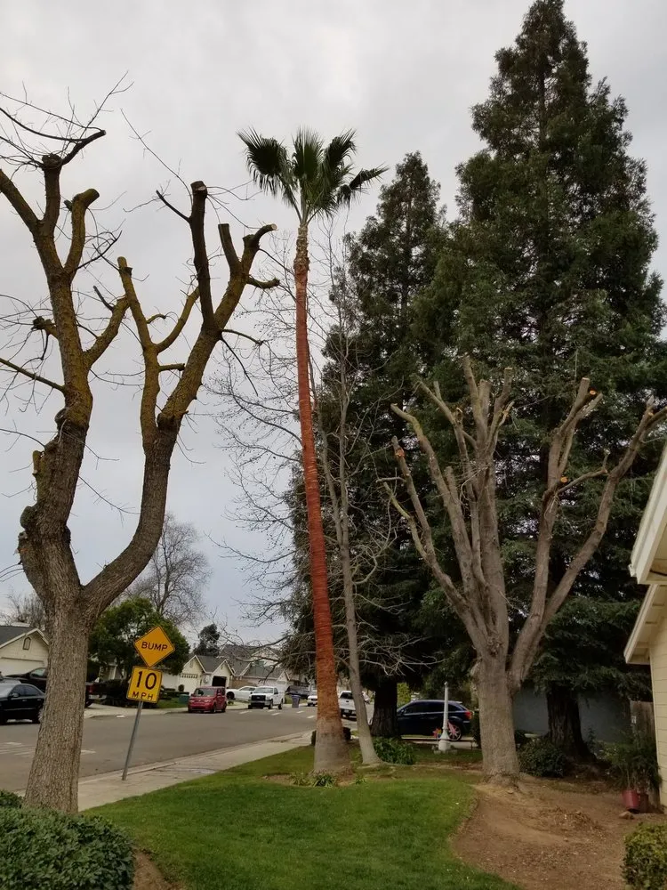 Affordable landscaping services experts serving Fresno, CA - Carlos G Landscaping