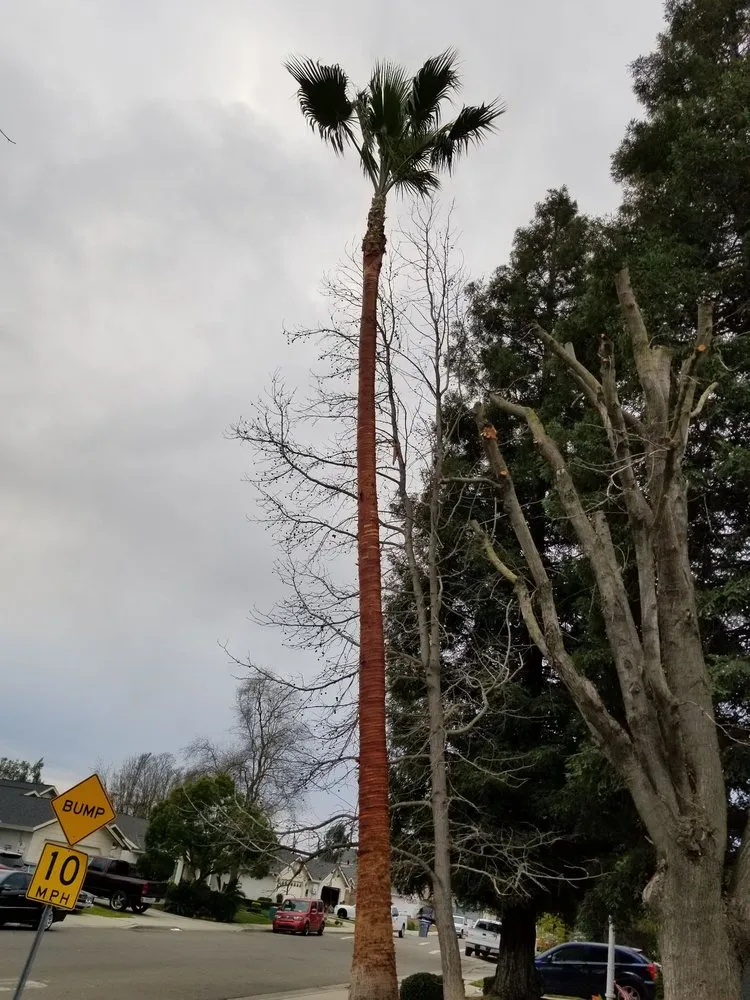 Expert outdoor landscaping for residential properties in Fresno, CA by Carlos G Landscaping