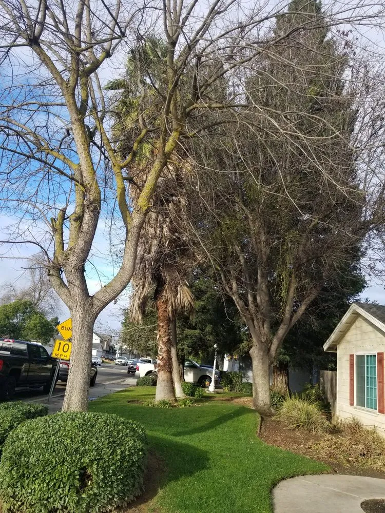 Custom landscape design for outdoor upgrades across Fresno, CA - Carlos G Landscaping