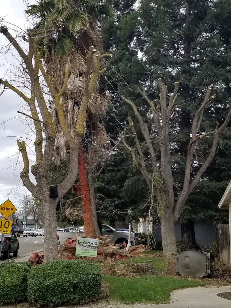 Top-rated lawn care service in Fresno, CA by Carlos G Landscaping