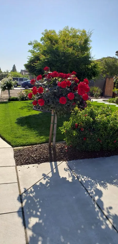 Affordable outdoor landscaping for outdoor upgrades across Fresno, CA - Carlos Garcia Yard Services