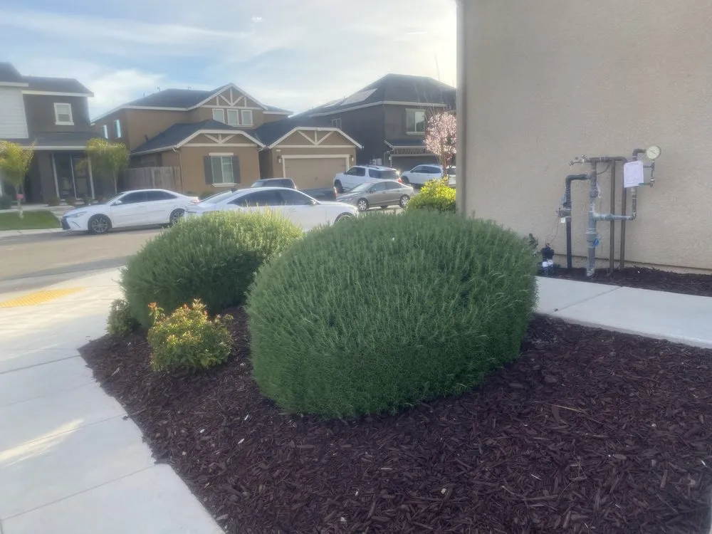 Top-rated lawn care service near you across Fresno, CA - Carlos Garcia Yard Services