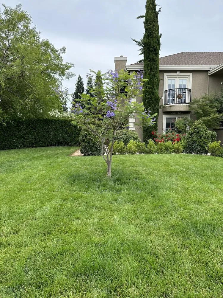 Local yard cleanup service in Fresno, CA by Carlos Garcia Yard Services
