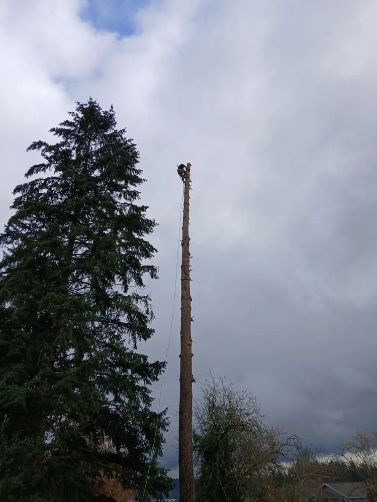 Professional landscaping services experts serving Bremerton, WA - Carlos Landascaping