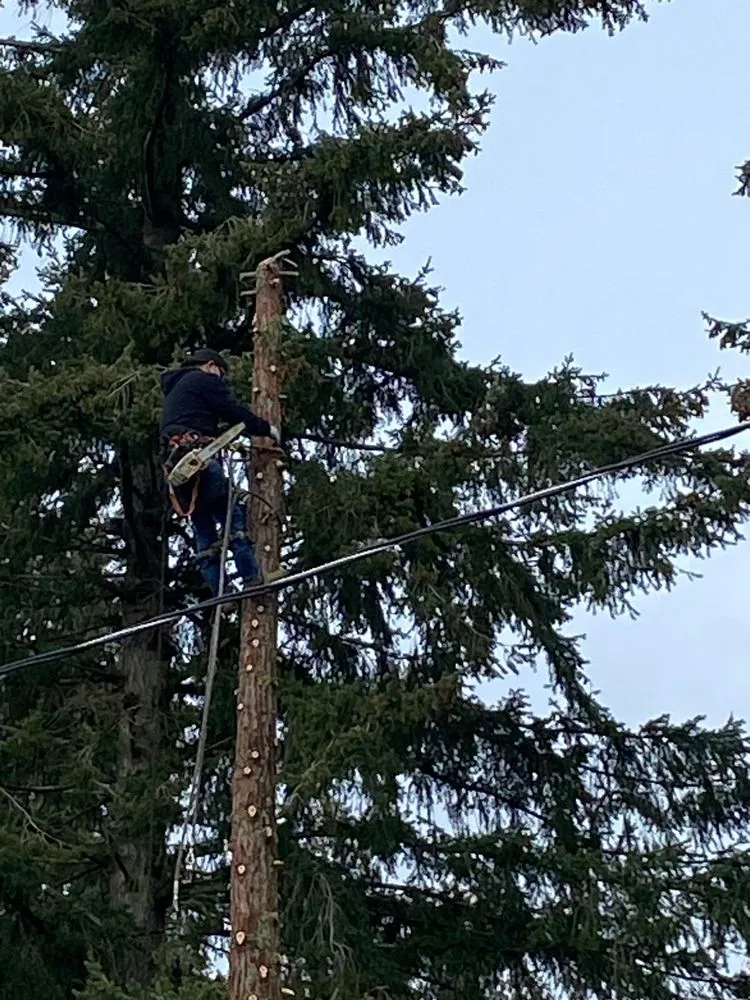 Custom landscaping services with custom design across Bremerton, WA - Carlos Landascaping