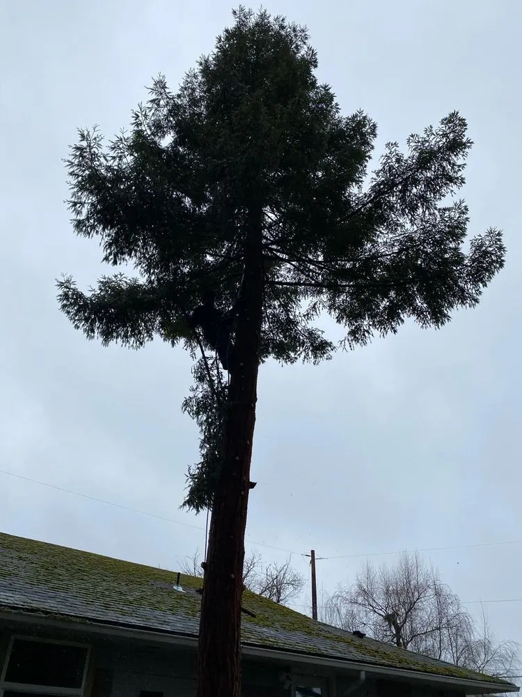 Affordable landscape installation in Bremerton, WA - Carlos Landascaping