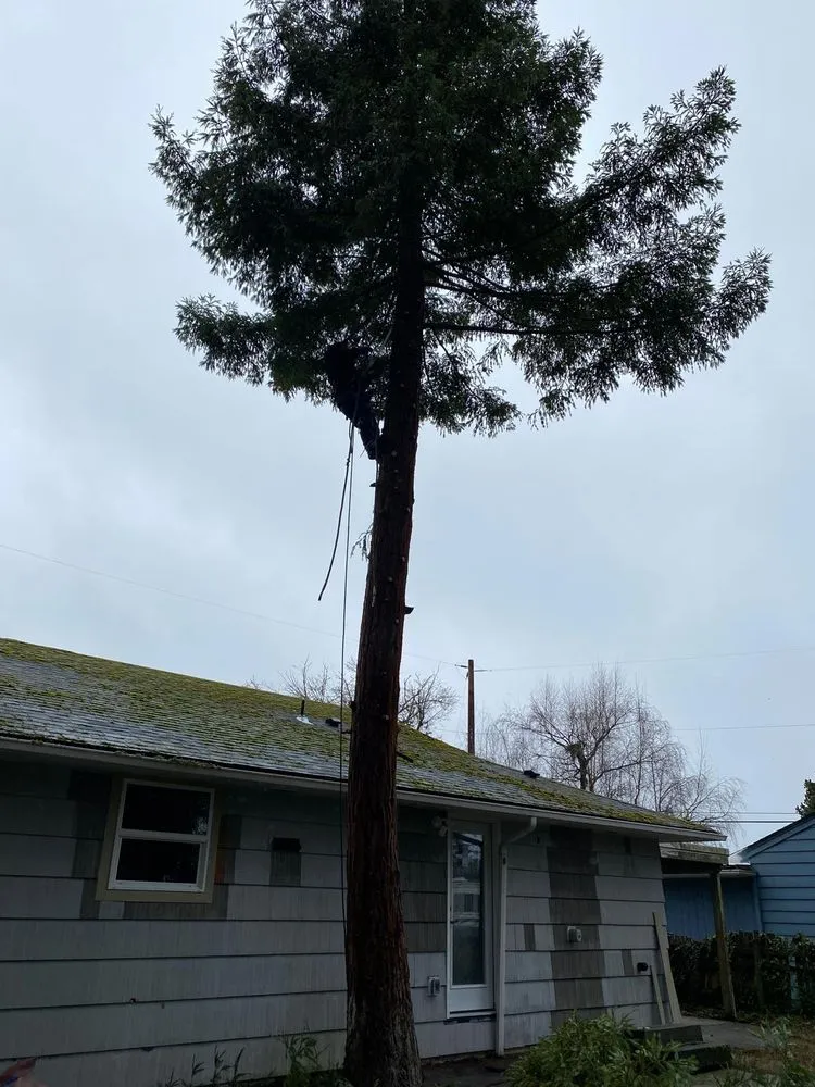 Expert landscape installation for outdoor upgrades in Bremerton, WA by Carlos Landascaping
