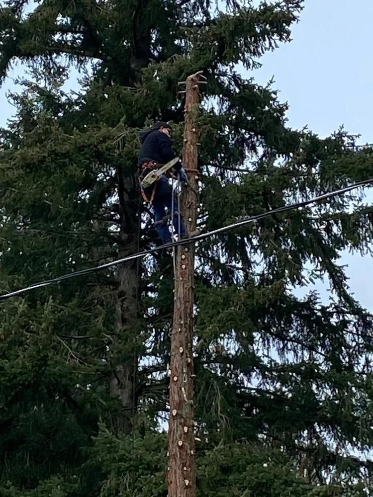 Reliable landscape design experts serving Bremerton, WA - Carlos Landascaping