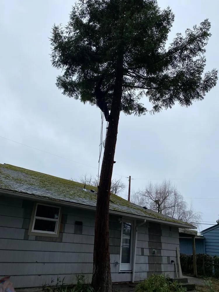 Custom yard cleanup service for homes in Bremerton, WA by Carlos Landascaping