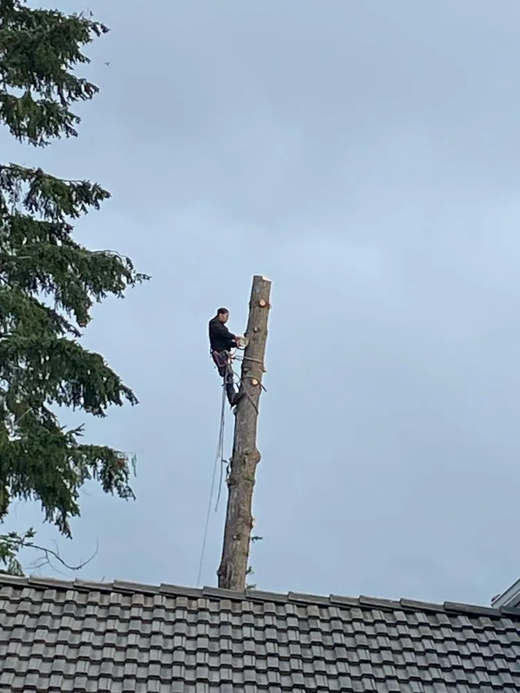 Local landscape design near you across Bremerton, WA - Carlos Landascaping