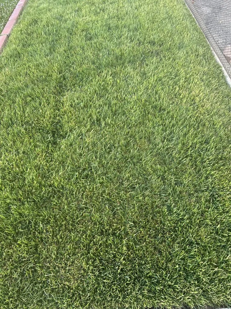 Professional landscape installation in Encinitas, CA by Carlos Landscape Maintenance