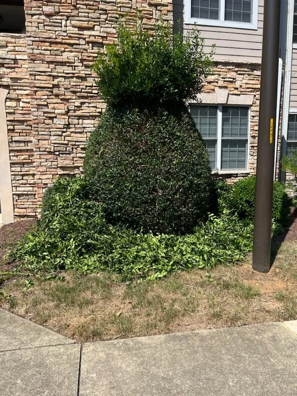 Trusted landscaping services for beautiful yards in Durham, NC by Carlos Landscaping