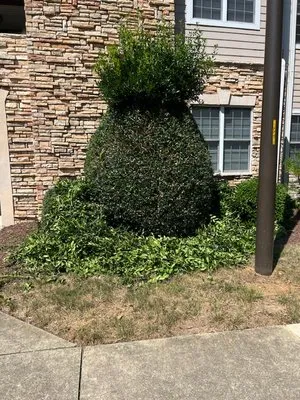 Carlos Landscaping Logo