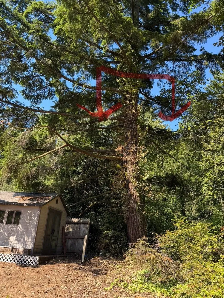 Custom yard cleanup service in Gig Harbor, WA by Carlos Landscaping