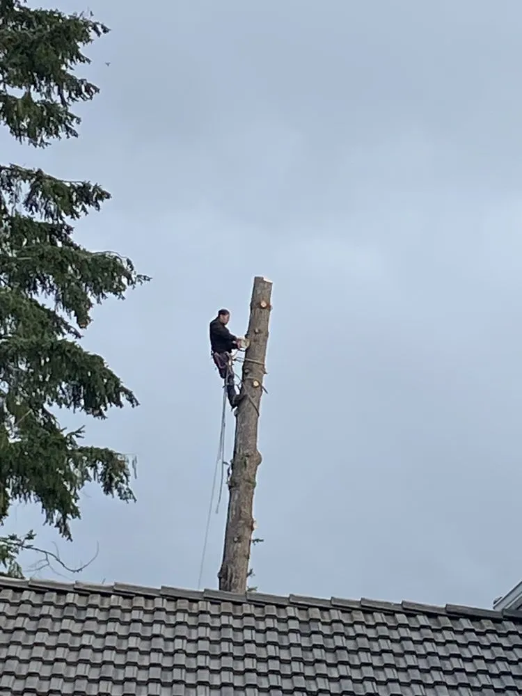 Top-rated landscaping services in Gig Harbor, WA - Carlos Landscaping